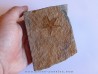 PROTOPALEASTER SP. (1)