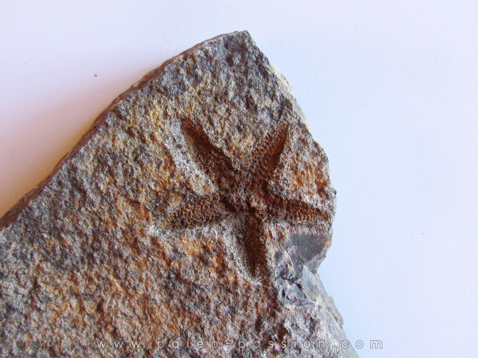 PROTOPALEASTER SP. (2)
