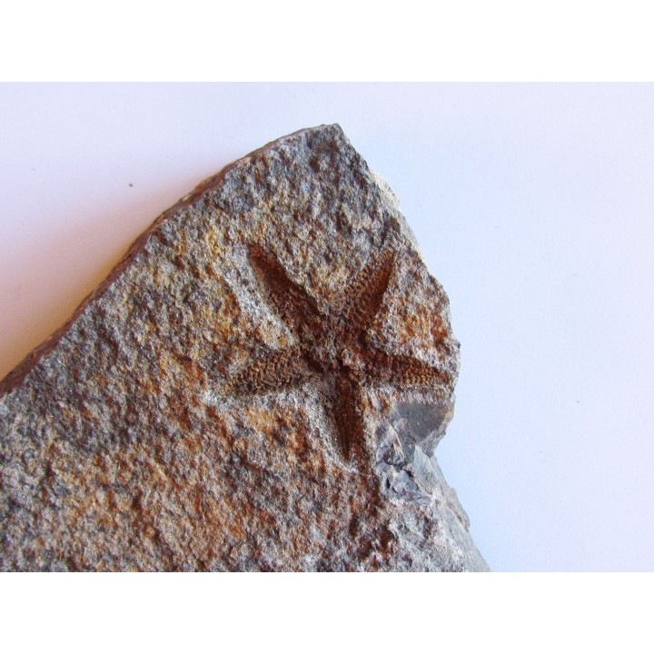 PROTOPALEASTER SP. (2)