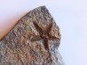 PROTOPALEASTER SP. (2)