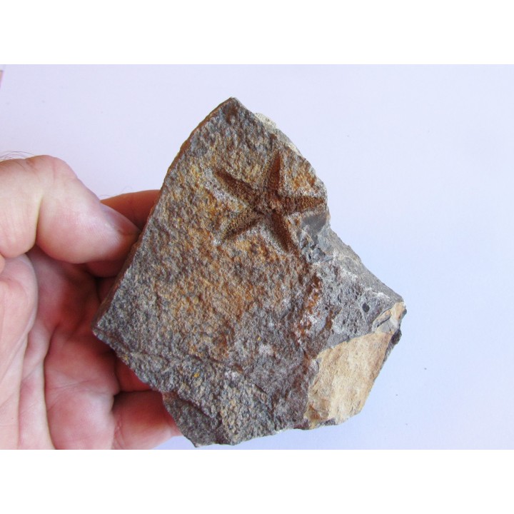 PROTOPALEASTER SP. (2)