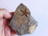 PROTOPALEASTER SP. (2)