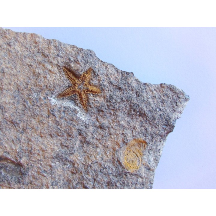PROTOPALEASTER SP. (3)