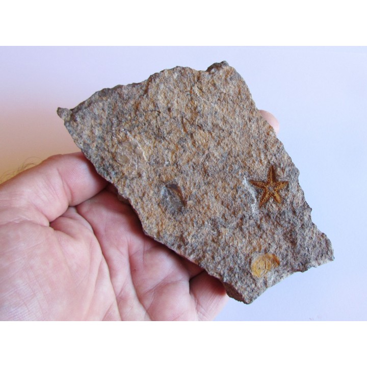 PROTOPALEASTER SP. (3)