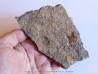 PROTOPALEASTER SP. (3)