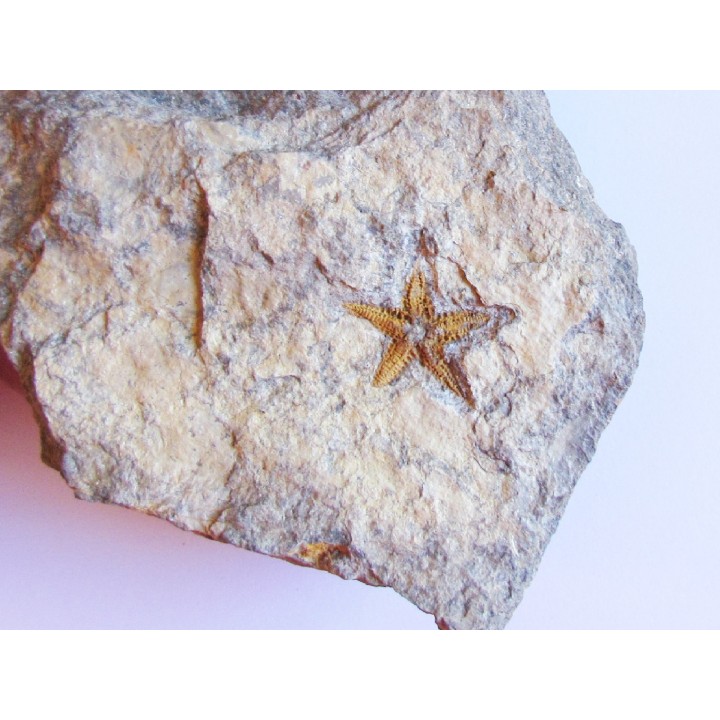 PROTOPALEASTER SP. (4)