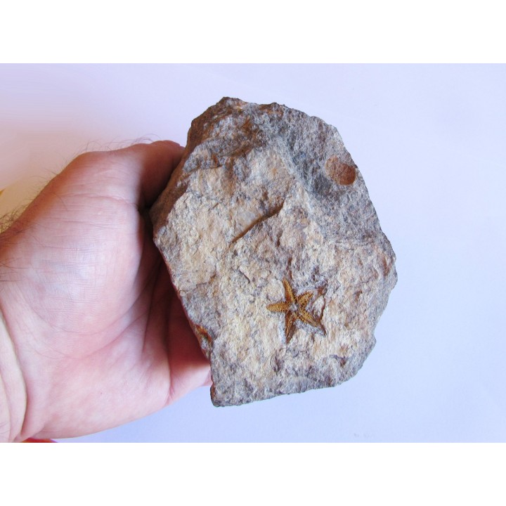 PROTOPALEASTER SP. (4)