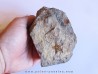 PROTOPALEASTER SP. (4)