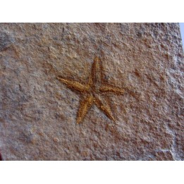 PROTOPALEASTER SP. (5)