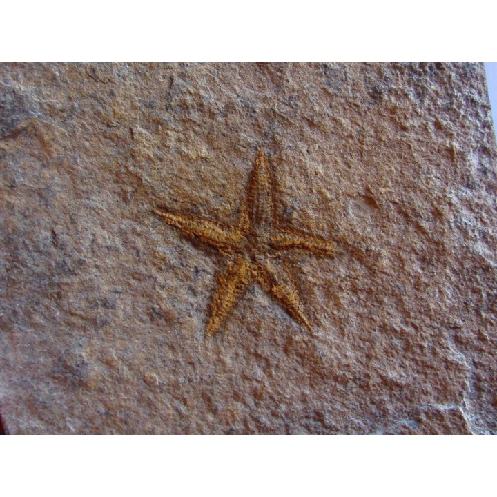 PROTOPALEASTER SP. (5)