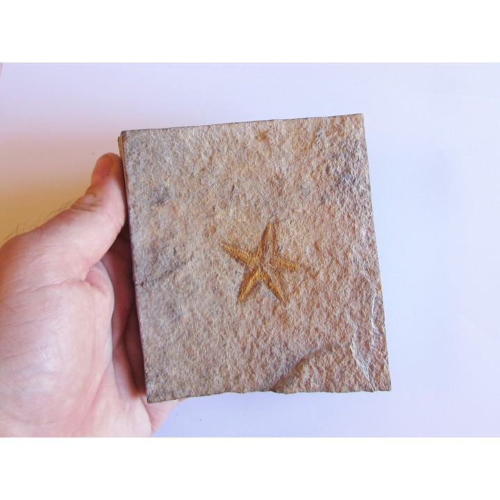 PROTOPALEASTER SP. (5)