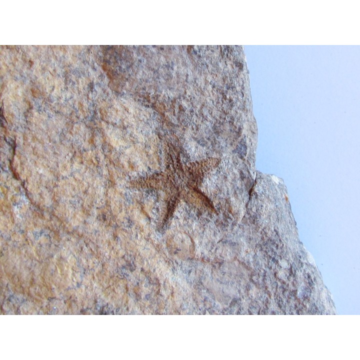 PROTOPALEASTER SP. (6)
