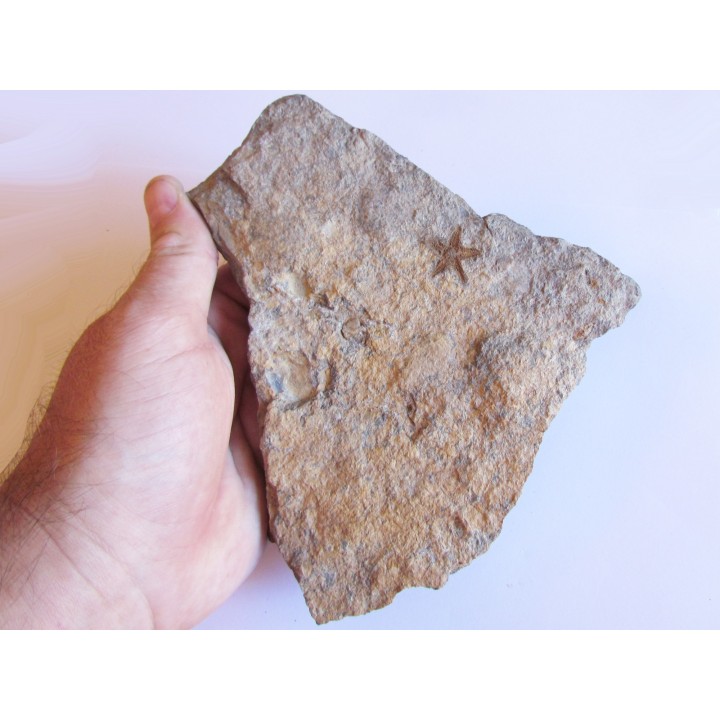 PROTOPALEASTER SP. (6)