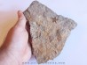PROTOPALEASTER SP. (6)
