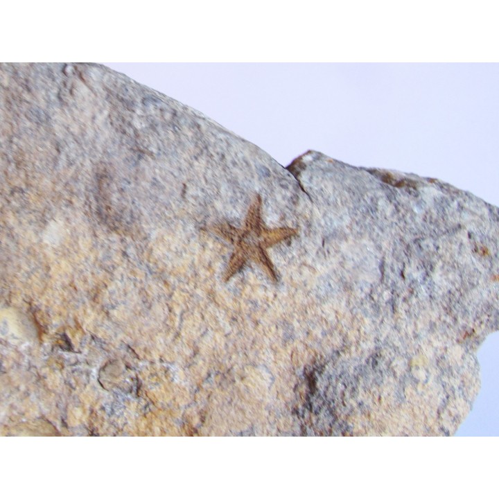 PROTOPALEASTER SP. (6)