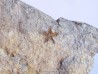 PROTOPALEASTER SP. (6)