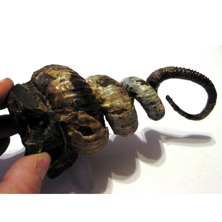 ACRIOCERAS SARASINI et PTYCHOPHYLLOCERAS