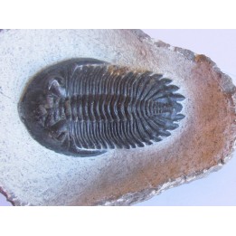 HOLLARDOPS mesocristata (3)