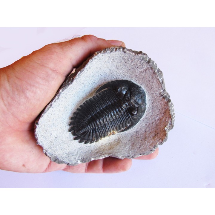 HOLLARDOPS mesocristata (3)