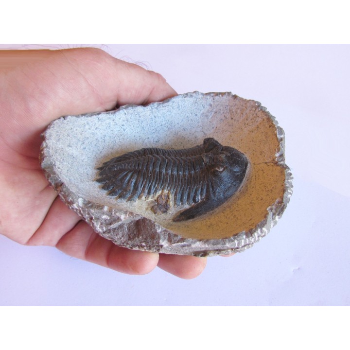 HOLLARDOPS mesocristata (3)