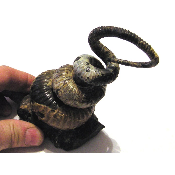 Didymoceras stevensoni