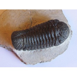 BARRANDEOPS  ovatus (2)
