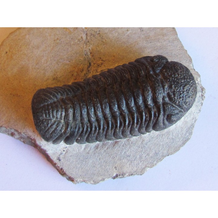 BARRANDEOPS ovatus (2)