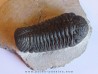 BARRANDEOPS ovatus (2)