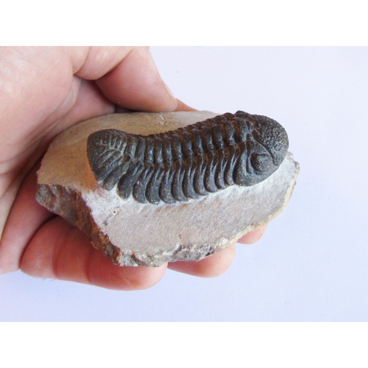 BARRANDEOPS ovatus (2)