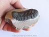 BARRANDEOPS ovatus (2)