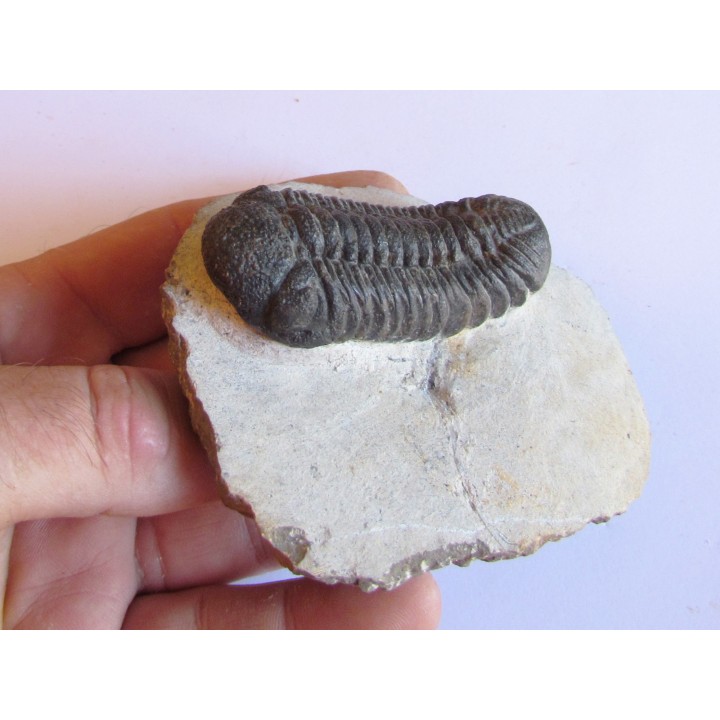 BARRANDEOPS ovatus (2)