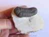 BARRANDEOPS ovatus (2)