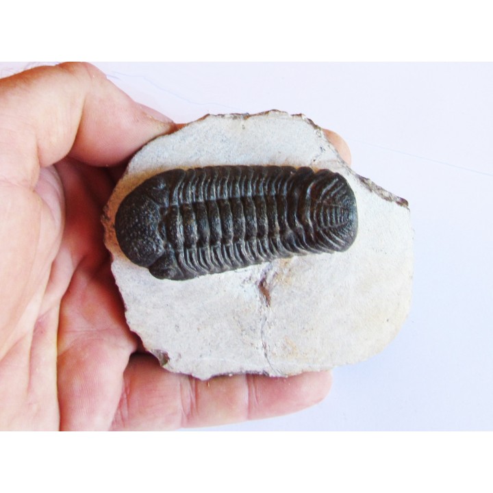 BARRANDEOPS ovatus (2)