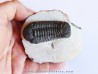BARRANDEOPS ovatus (2)