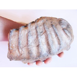 MAMMOTH TOOTH:  mammuthus meridionalis (2)