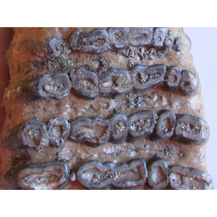 MAMMOTH TOOTH:  mammuthus meridionalis (2)