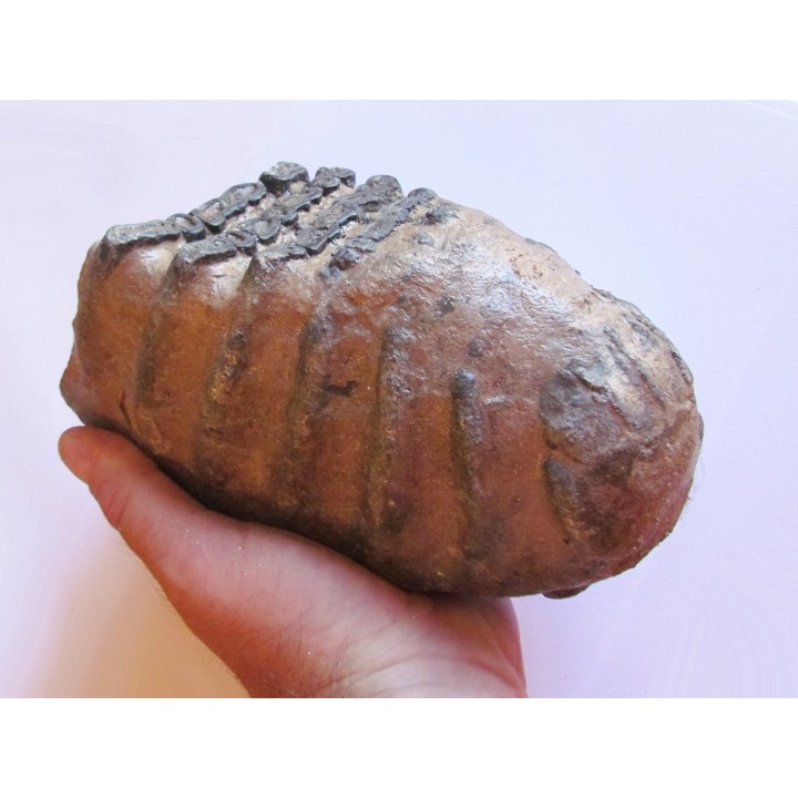 DENT DE MAMMOUTH:  mammuthus meridionalis (2)