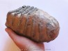 MAMMOTH TOOTH:  mammuthus meridionalis (2)