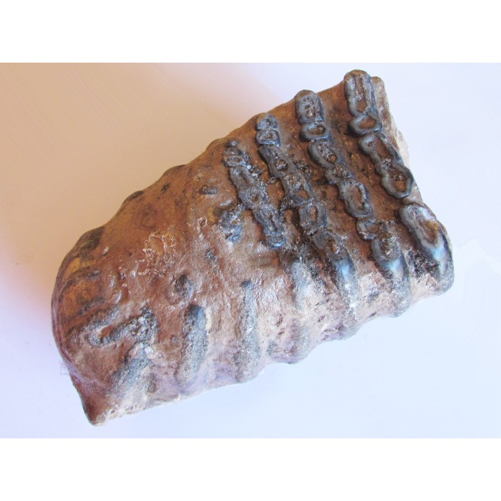 MAMMOTH TOOTH:  mammuthus meridionalis (2)