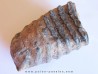 MAMMOTH TOOTH:  mammuthus meridionalis (2)