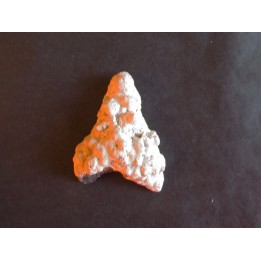 shark  tooth  Fully coated  of a crusting of coral (1)