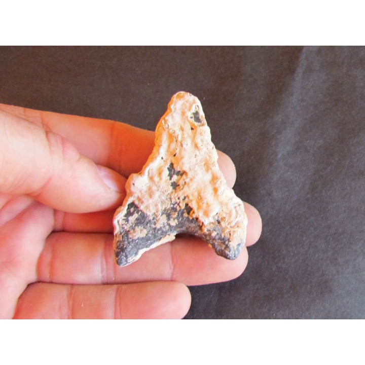 shark  tooth  Fully coated  of a crusting of coral (1)