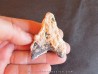 shark  tooth  Fully coated  of a crusting of coral (1)