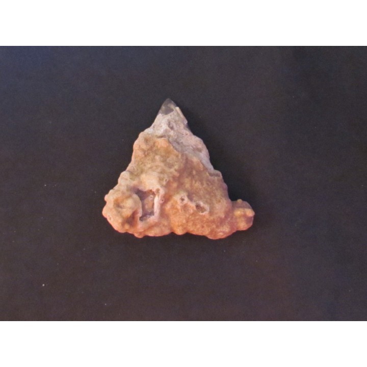 shark  tooth  Fully coated  of a crusting of coral (3)