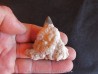 shark  tooth  Fully coated  of a crusting of coral (3)