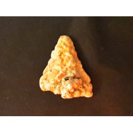 shark  tooth  Fully coated  of a crusting of coral (4)