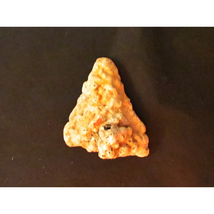 shark  tooth  Fully coated  of a crusting of coral (4)