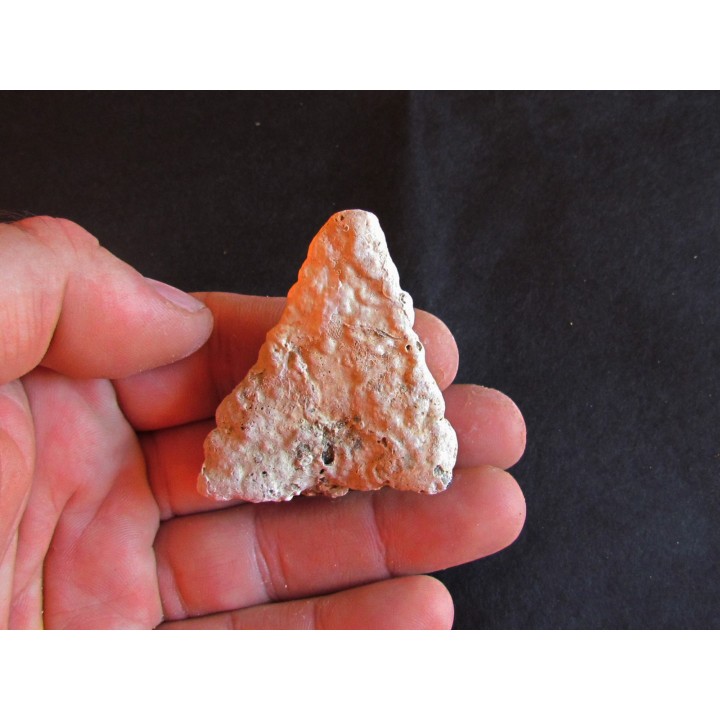 shark  tooth  Fully coated  of a crusting of coral (4)