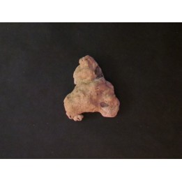 shark  tooth  Fully coated  of a crusting of coral (6)