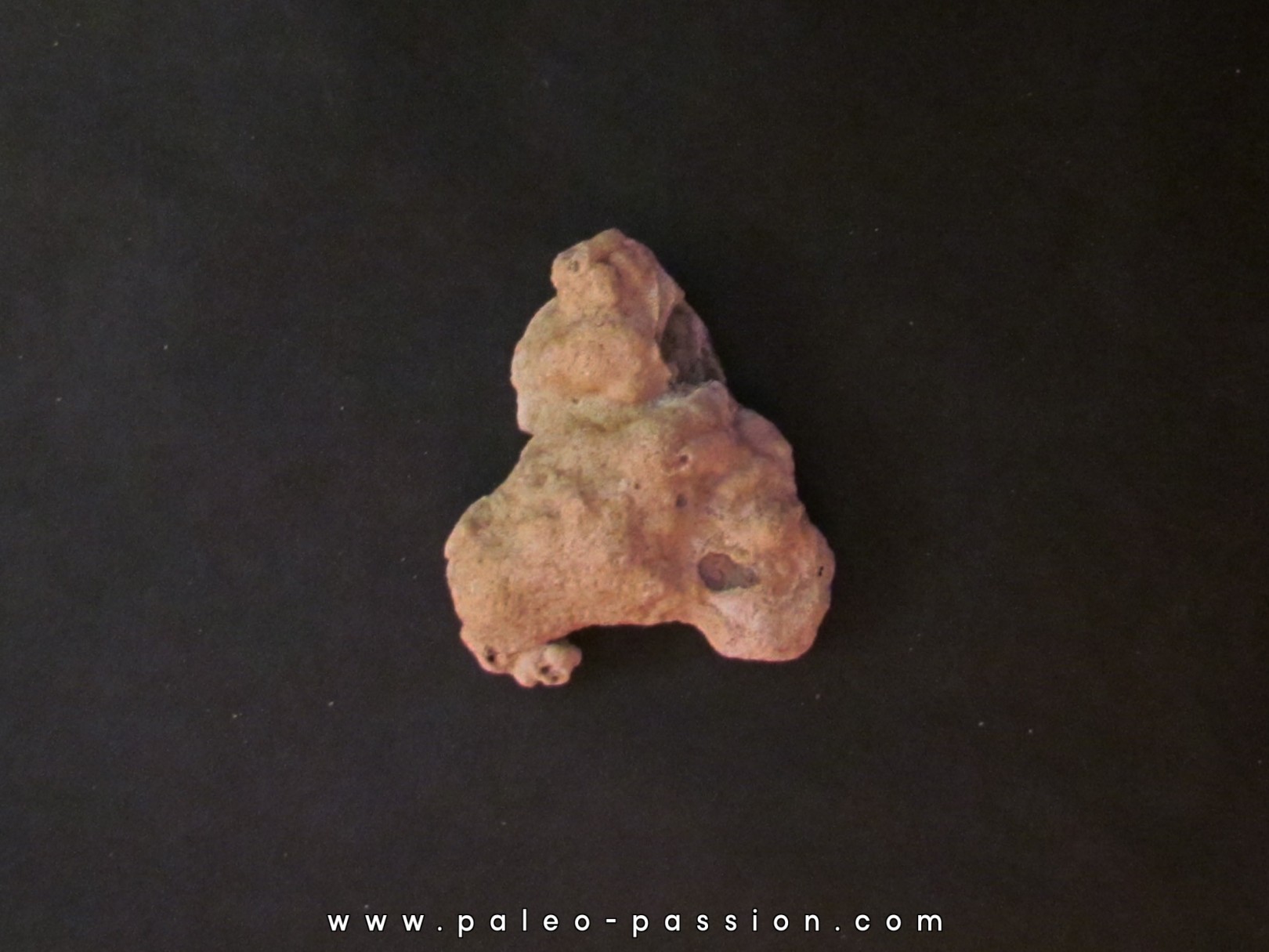 shark tooth Fully coated of a crusting of coral (6)